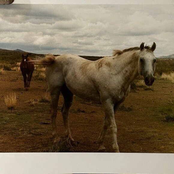 Janine Gordon Photograph 20x24"  C-print Edition 2 Horses Marfa Texas Signed - Picture 2 of 6